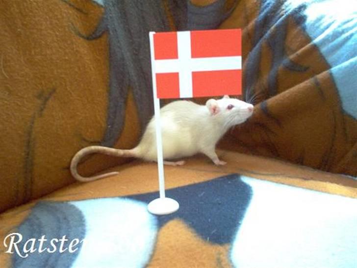 Tamrotte Ratster Zoos Angelica*RIP* - Til min 20 års fødselsdag - Taget af mig billede 6