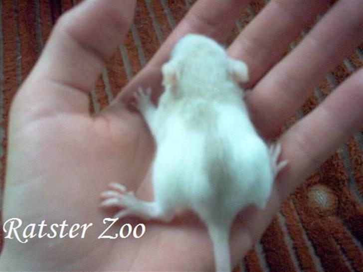 Tamrotte Ratster Zoos Angelica*RIP* - 3 uger gammel - Taget af mig billede 7