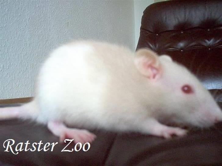 Tamrotte Ratster Zoos Angelica*RIP* - 5 uger gammel - Taget af mig billede 8