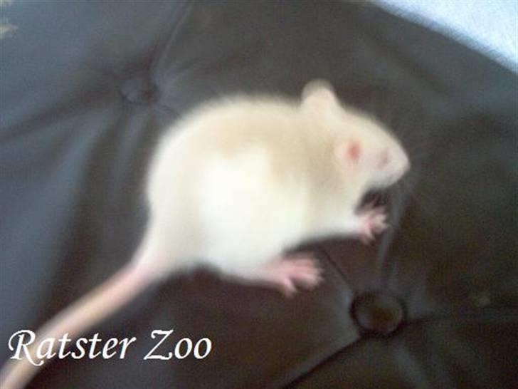 Tamrotte Ratster Zoos Angelica*RIP* - 5 uger gammel - Taget af mig billede 9
