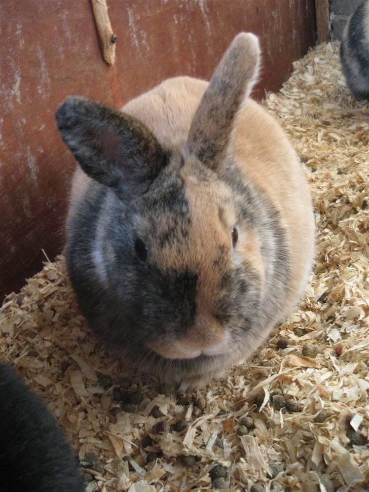 Kanin Snuske billede 5