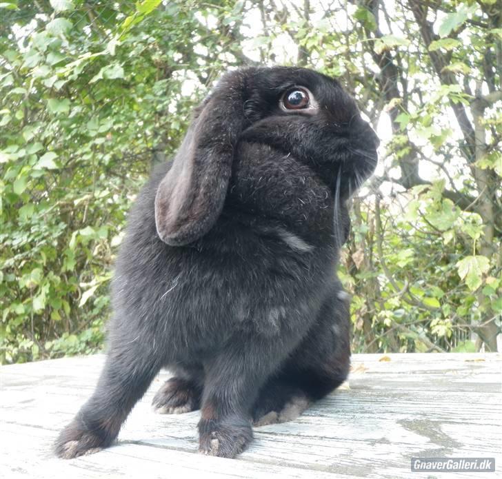 Kanin COOKIE <3 - Foto:jose billede 2