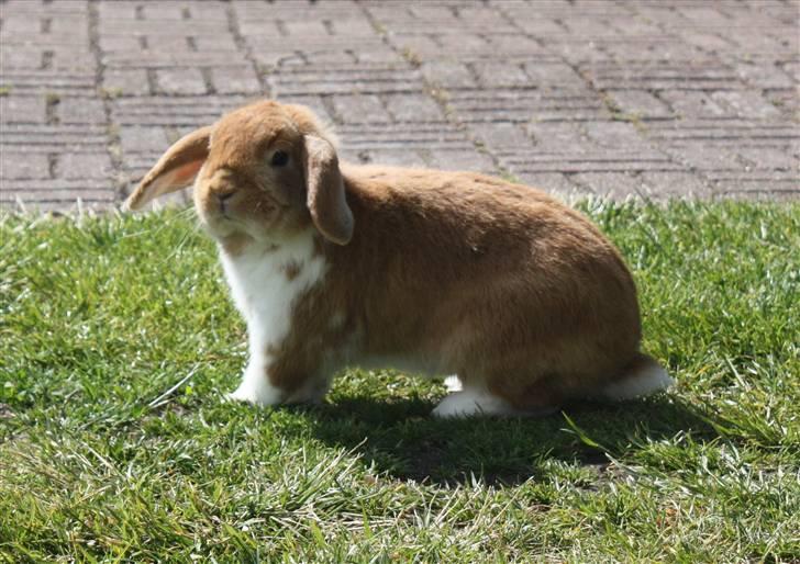 Kanin Jordbærgaarden´s Chilli - Løber lidt rundt i haven.. ^^ billede 3