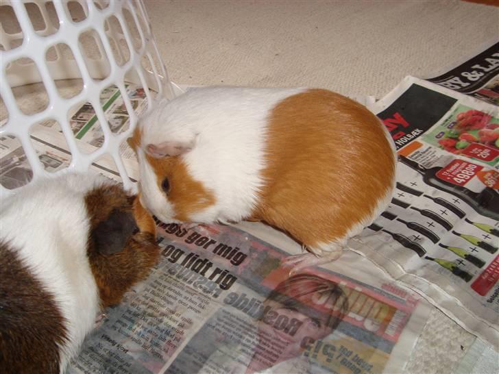 Marsvin Putte R.I.P :'( billede 5