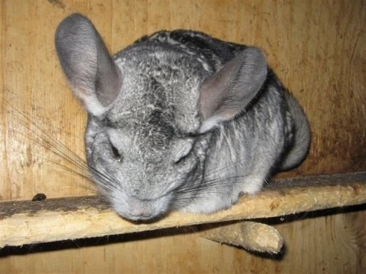 Chinchilla Urte - Urte-Potten - den sejeste mus i verden <3 billede 1