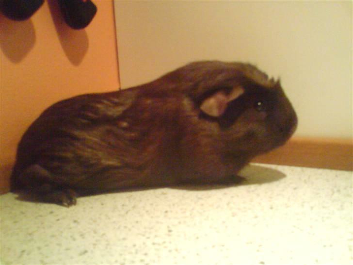 Marsvin Mokka billede 1