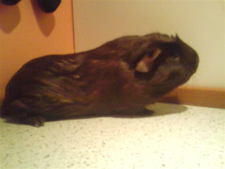 Marsvin Mokka billede 2