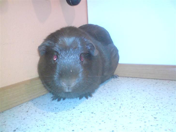 Marsvin Mokka billede 3