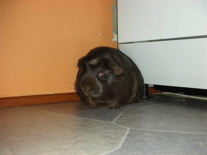 Marsvin Mokka billede 4