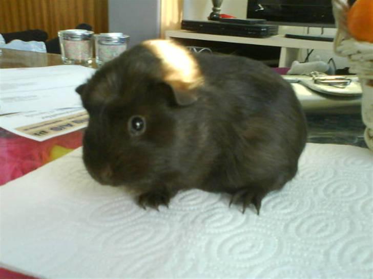 Marsvin Mokka - ung teenager Mokka billede 5