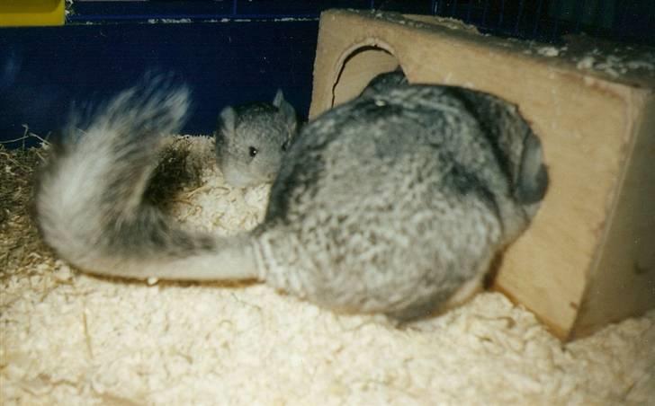 Chinchilla Urte - Rumpen af Urte og en af hendes mange unger. billede 4