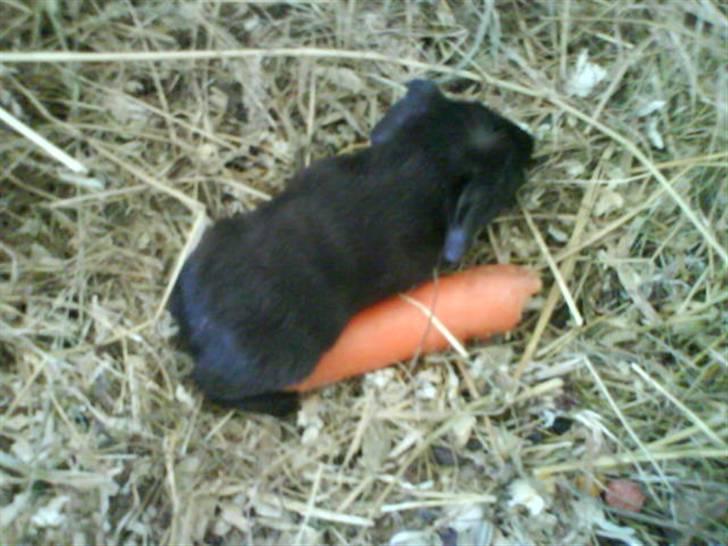 Marsvin Mokka - Ak, engang var man blot en baby billede 6