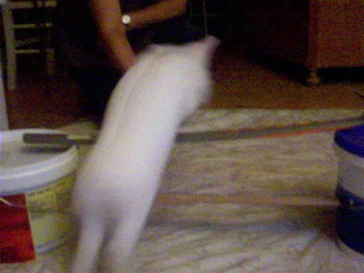 Kanin Hr. Vimse billede 8