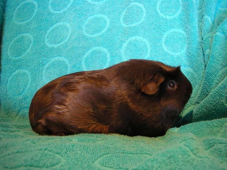 Marsvin Mokka - I al sin pragt billede 7