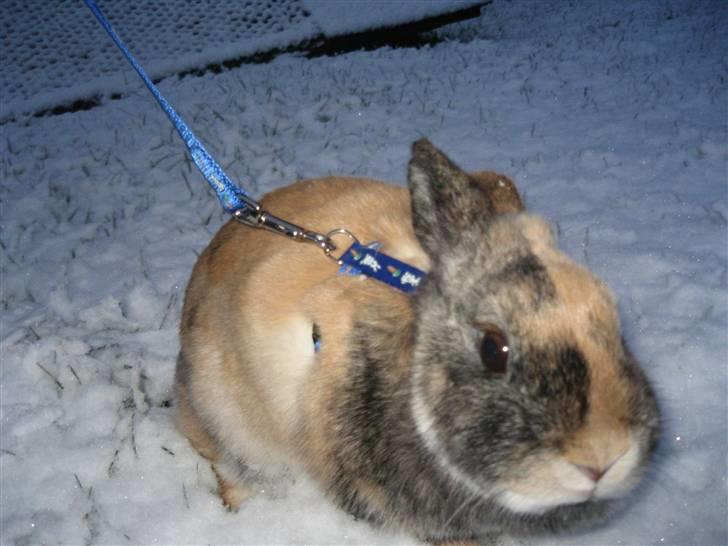 Kanin Snuske billede 6