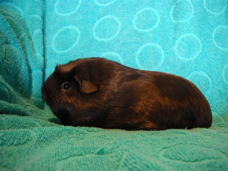 Marsvin Mokka billede 8