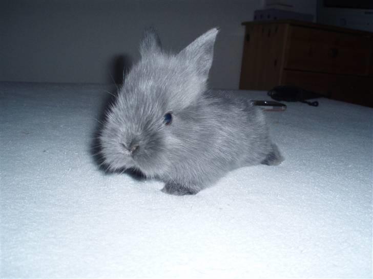 Kanin Springo *solgt* billede 1