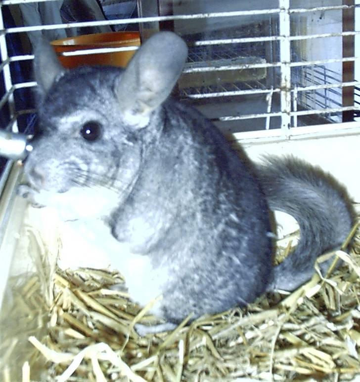 Chinchilla Urte billede 5