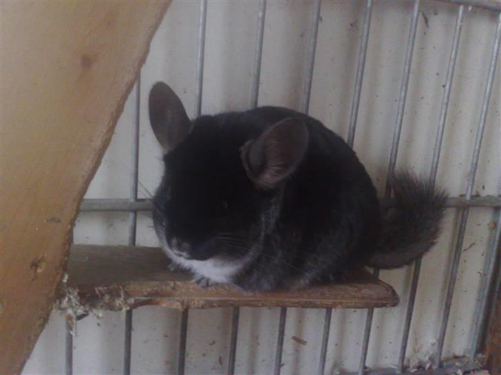 Chinchilla Stitch billede 2