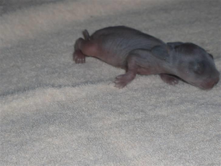 Kanin Springo *solgt* billede 2