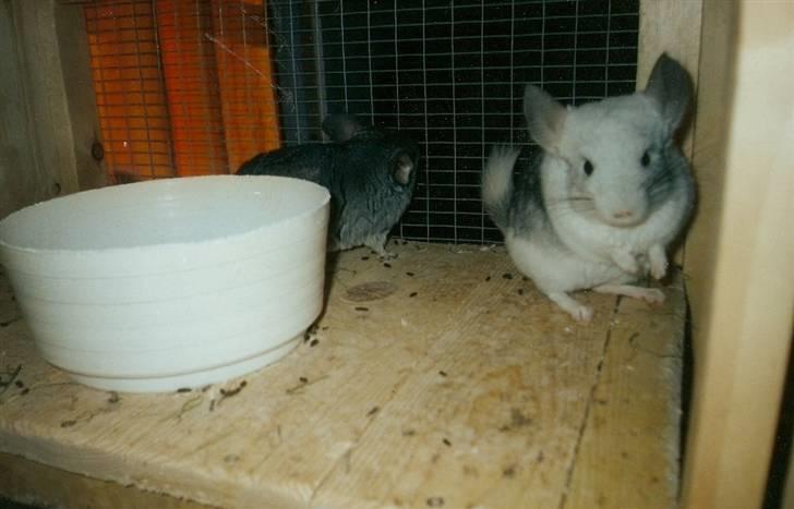 Chinchilla Urte billede 6