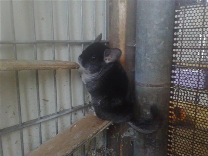 Chinchilla Stitch billede 3