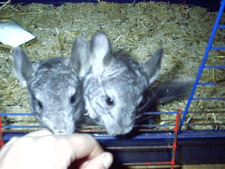 Chinchilla Urte billede 7