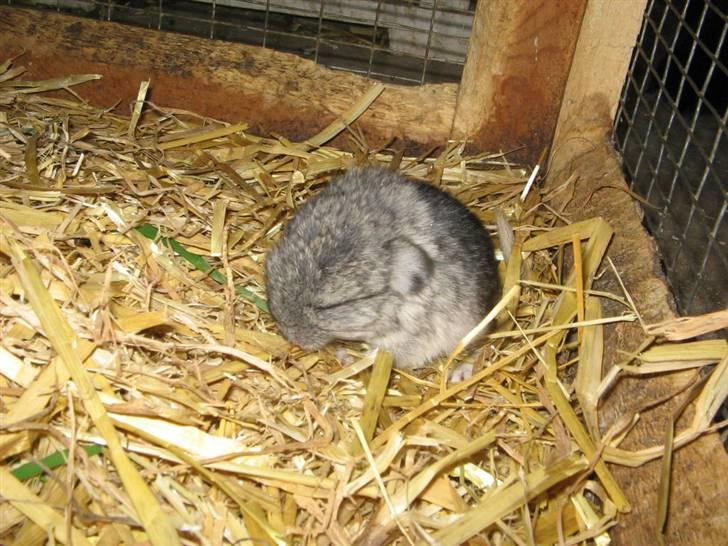 Chinchilla Urte billede 8