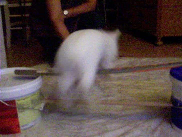 Kanin Hr. Vimse billede 9