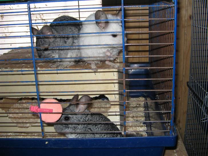 Chinchilla Urte billede 10