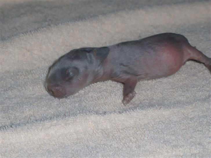 Kanin Springo *solgt* billede 3