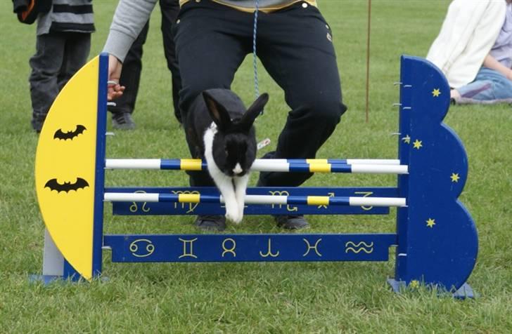 Kanin Beders † Copyright †  billede 1