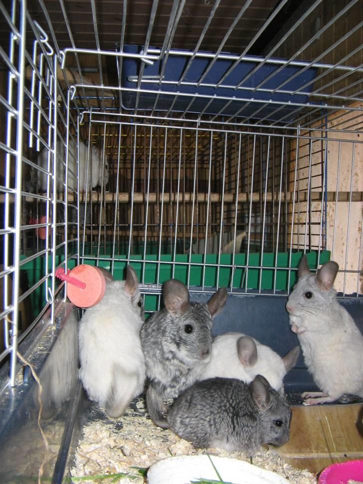 Chinchilla Urte billede 11