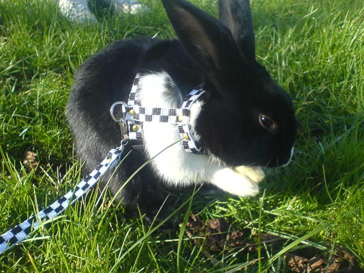 Kanin Beders † Copyright †  billede 2