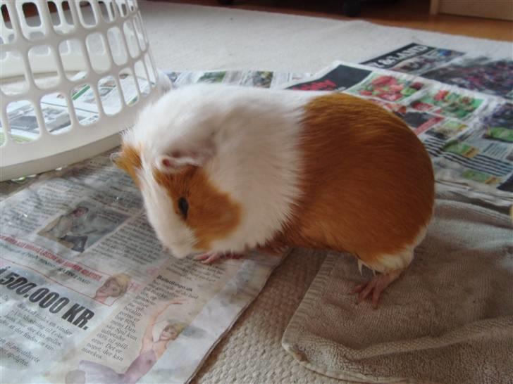 Marsvin Putte R.I.P :'( billede 6