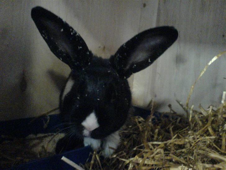 Kanin Beders † Copyright †  billede 3