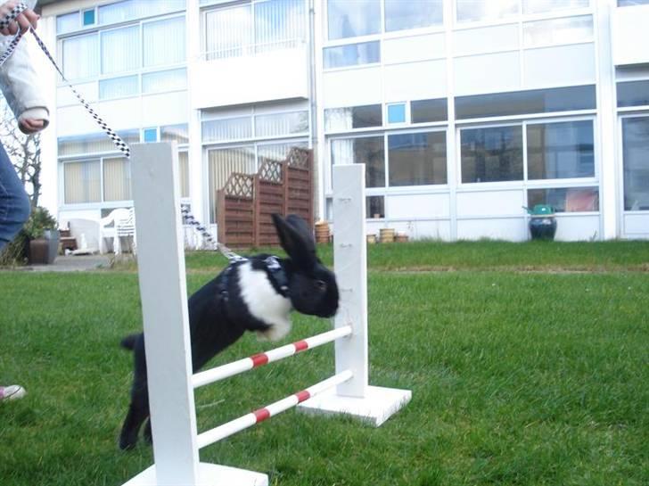 Kanin Beders † Copyright †  billede 4