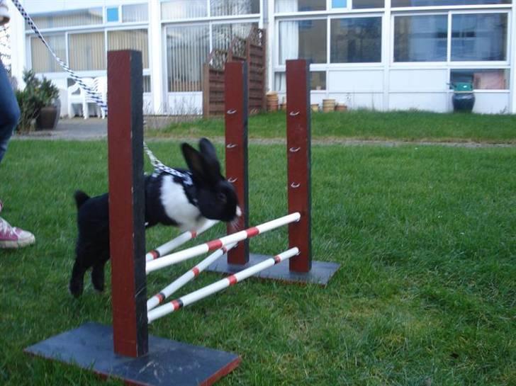 Kanin Beders † Copyright †  billede 5