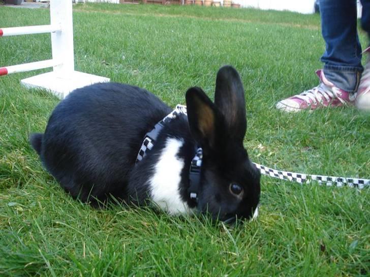 Kanin Beders † Copyright †  billede 6