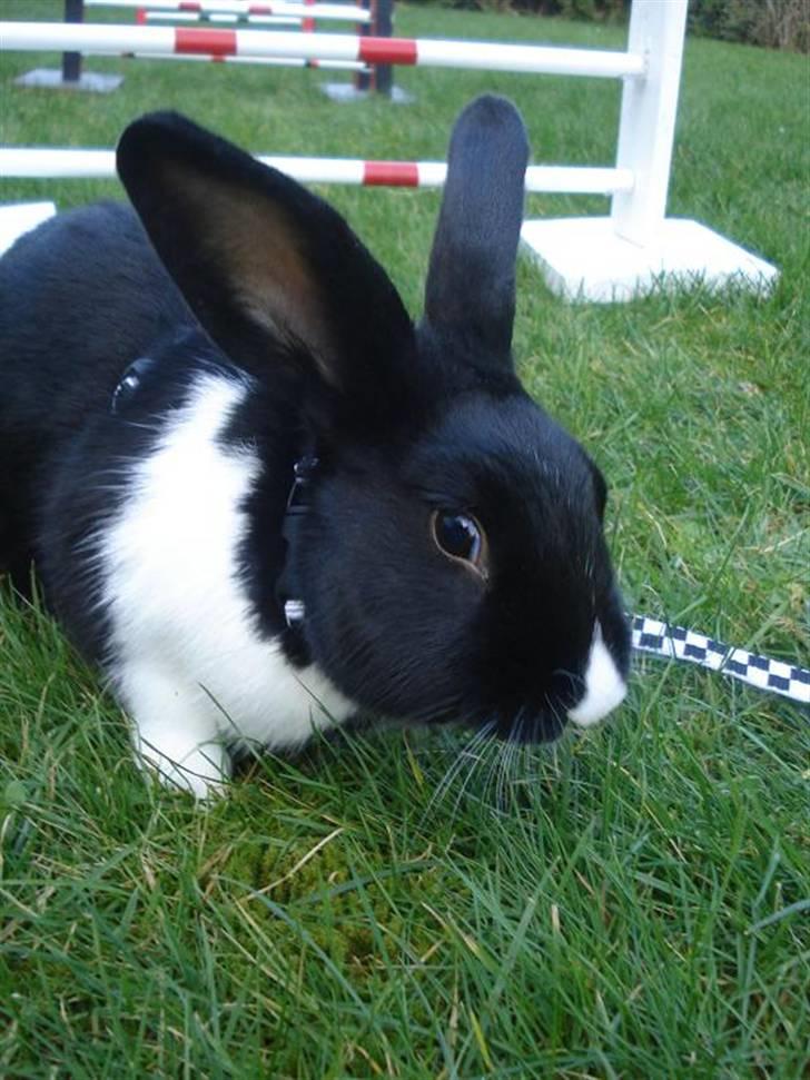 Kanin Beders † Copyright †  billede 7