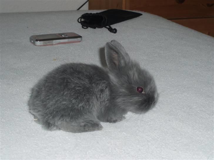 Kanin Springo *solgt* billede 4