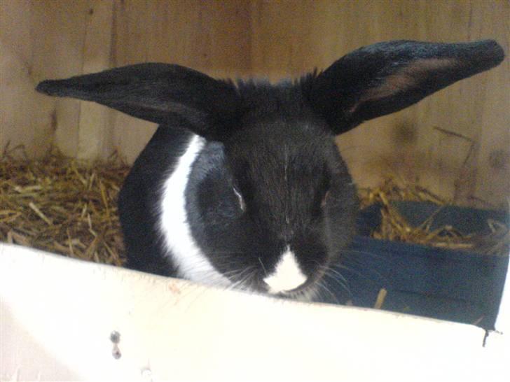 Kanin Beders † Copyright †  billede 8