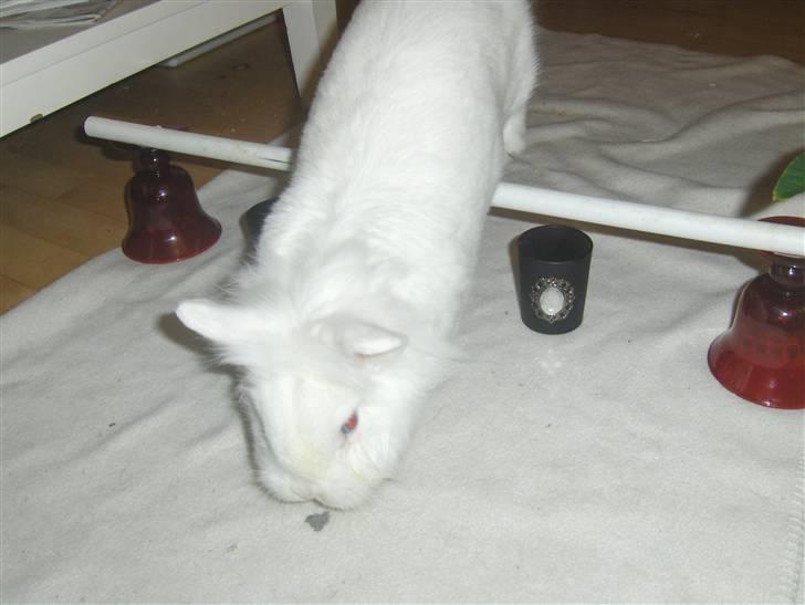 Kanin Hr. Vimse billede 10