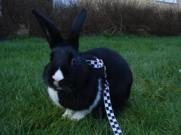 Kanin Beders † Copyright †  billede 9