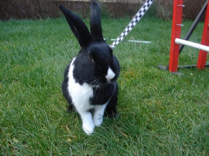 Kanin Beders † Copyright †  billede 10