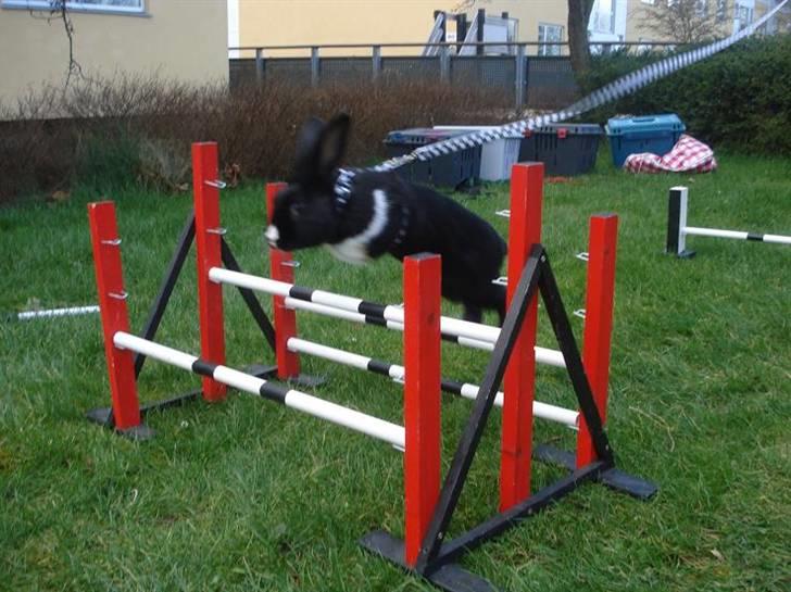 Kanin Beders † Copyright †  billede 11