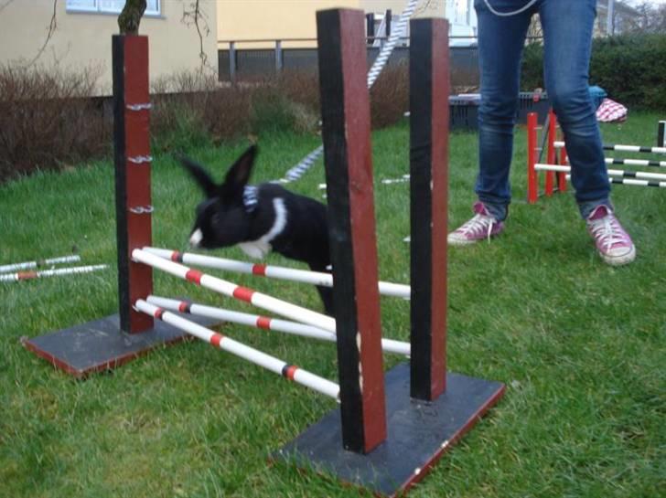 Kanin Beders † Copyright †  billede 12