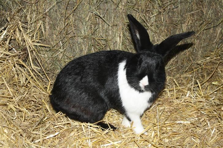 Kanin Beders † Copyright †  billede 13