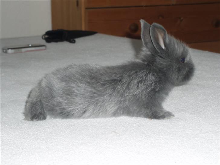 Kanin Springo *solgt* billede 5