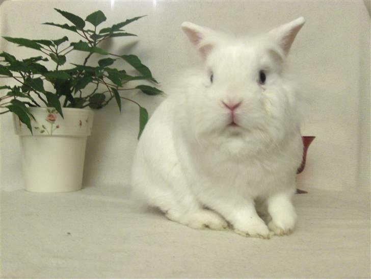 Kanin Hr. Vimse billede 11